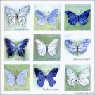SP0459 Set for Canvas: Butterflies